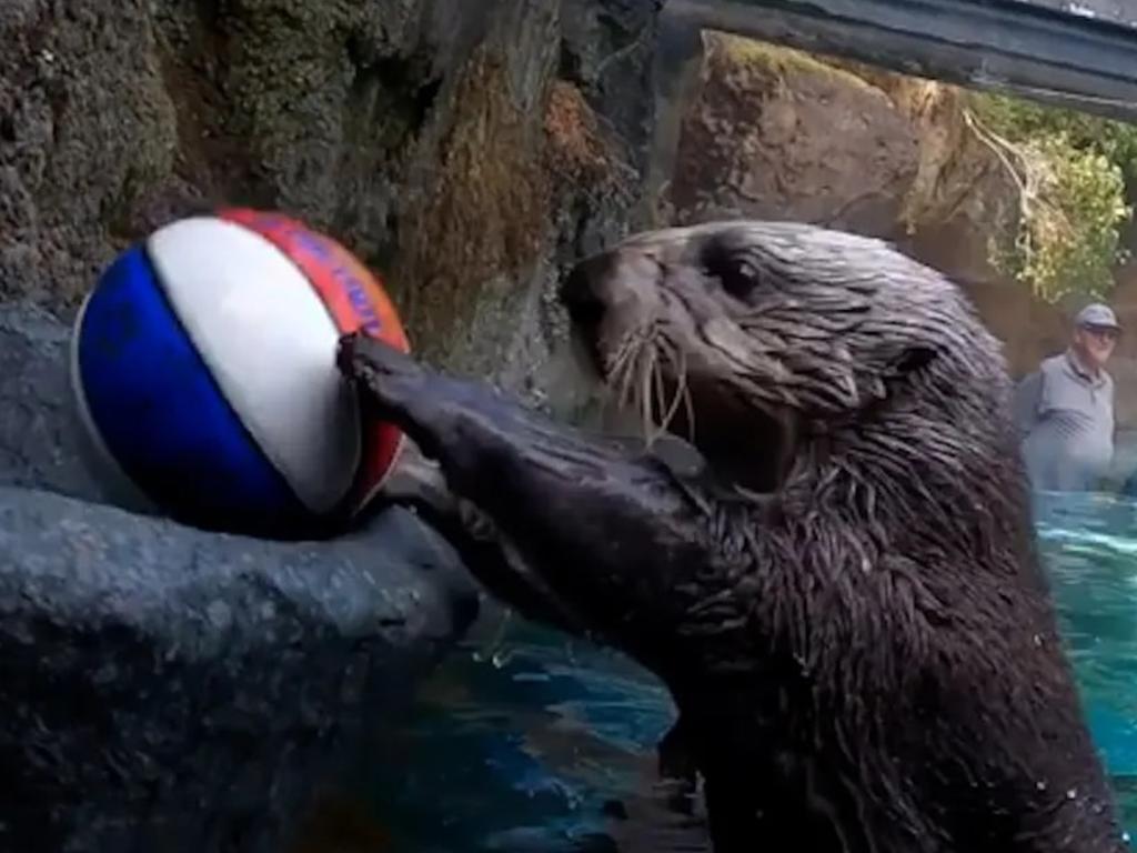 Juno the otter playing basketball to allieve arthritis pain