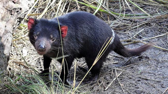 Tasmanian devils have sharp powerful claws and a backward facing pouch. (Flickr SJ Bennett)