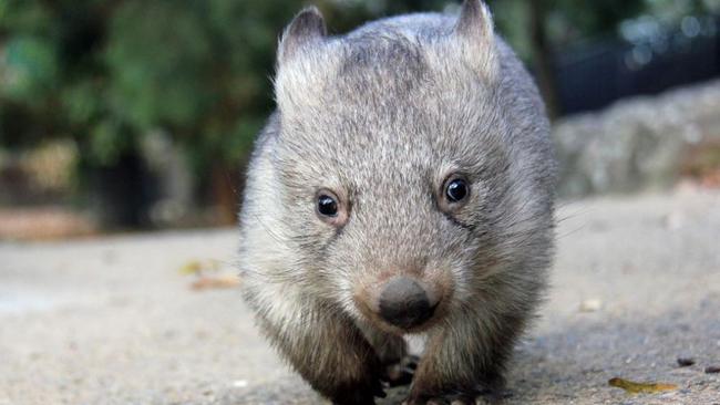 Worker wombat ... Chloe on her morning rounds. Picture: Taronga Zoo.