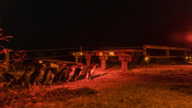Little penguins have returned to Bicheno