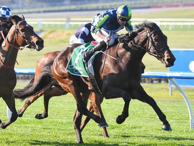 Roadie ridden by Billy Egan wins the Evergreen Turf Handicap at Sportsbet Sandown Hillside Racecourse on July 31, 2024 in Springvale, Australia. (Photo by Pat Scala/Racing Photos via Getty Images)