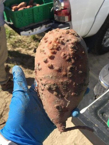 Galling on sweet potato tubers caused by guava root-knot nematode. Picture: Camilo Parada