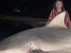 Massive shark found in Swan River