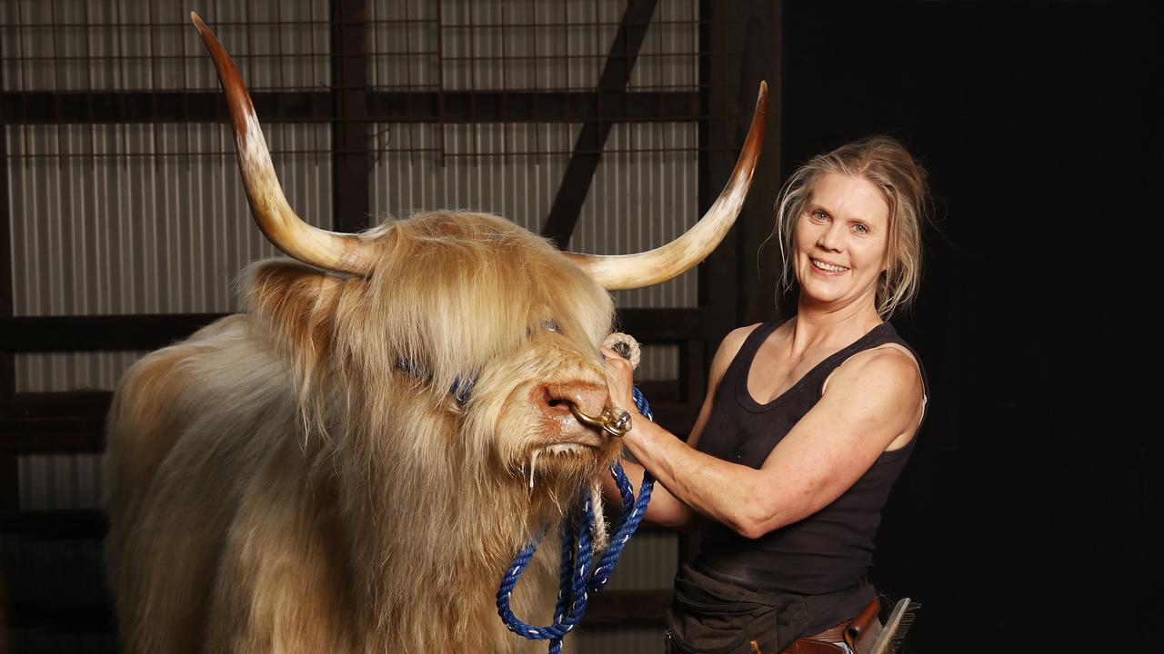 Alison Scott with Jeannie one of the Scottish highland cattle from Craggy Island Highlands at Penna on show. Royal Hobart Show preview. Picture: Nikki Davis-Jones