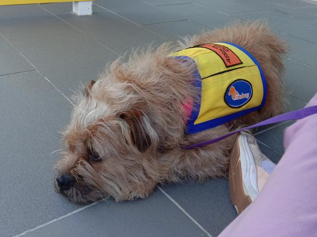 Accredited mental health assistance dog, Poppy outside the Lake Orr Family Practice in Varsity Lakes, where Cheryl Cogan alleges she was denied access to because of her assistance dog on May 21. Picture: Cheryl Cogan