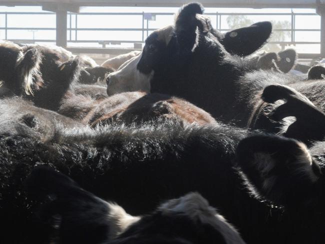 3900 cattle were sold at the Bohning Yards on Thursday's Steer Auction. Picture: SATRIA DYER-DARMAWAN