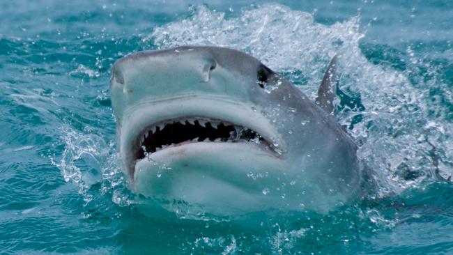 A tiger shark jumps out of the water.