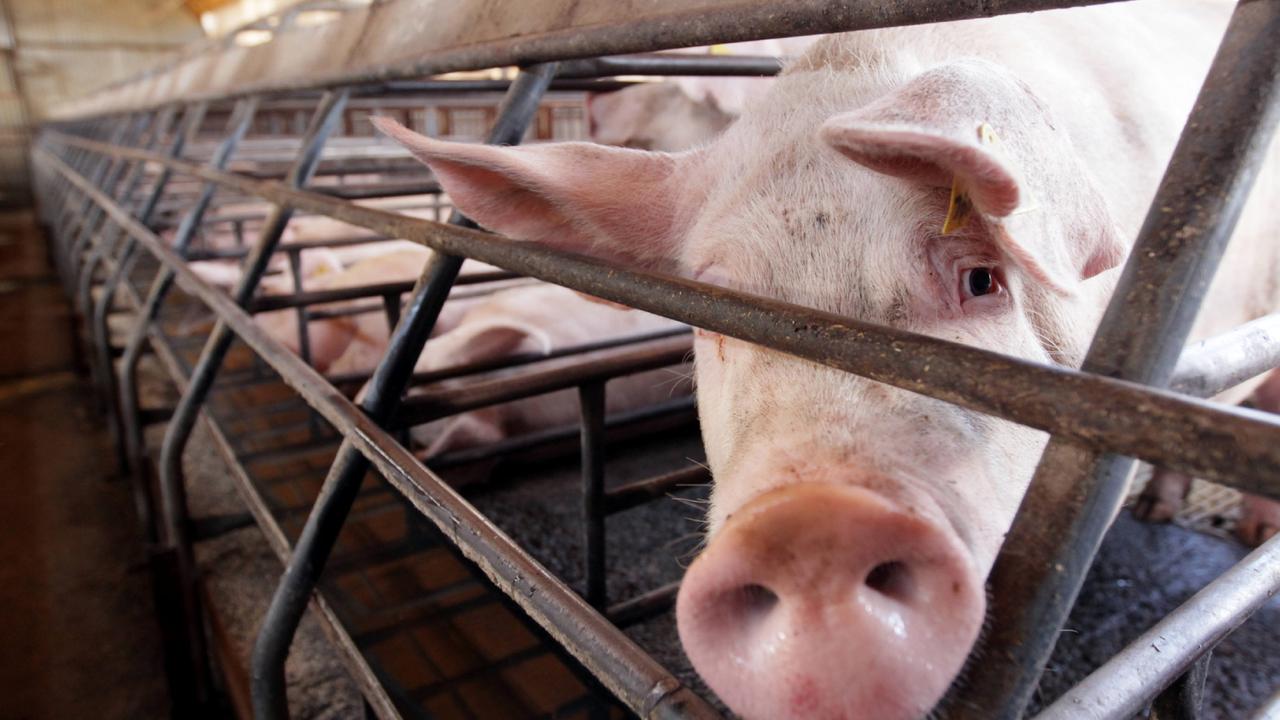 Abattoir restrictions: Farmers urged to think beyond six-week workforce  restrictions | The Weekly Times