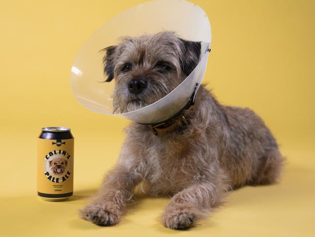 Binge released a beer for dogs in celebration of hit Aussie series Colin From Accounts.