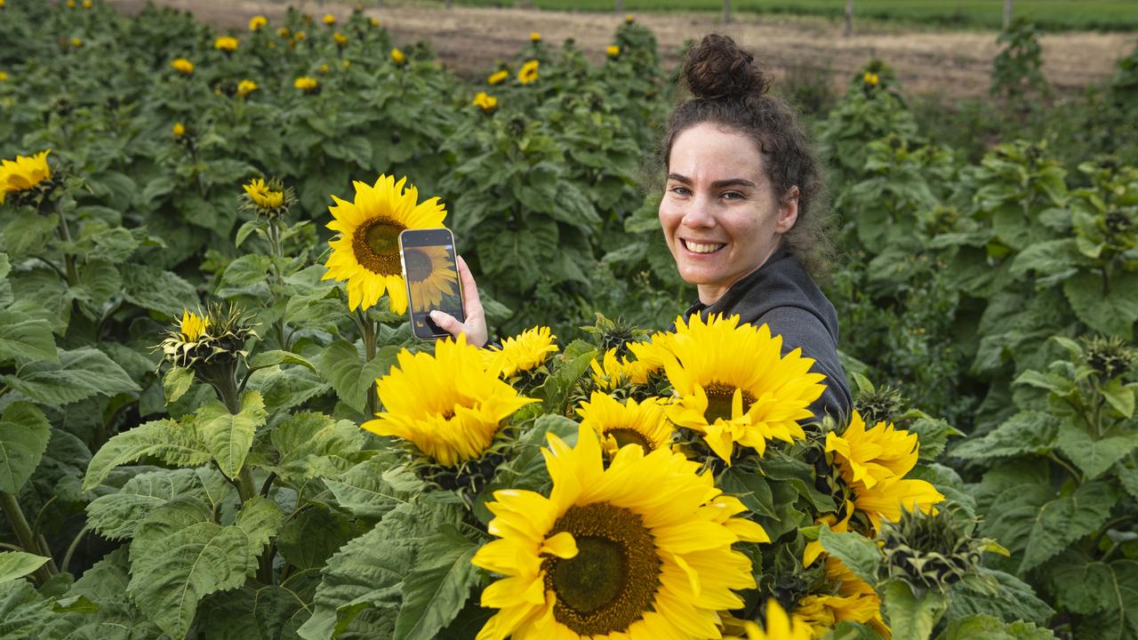 Gold Coast visitor Caitlin Proud at Warraba Sunflowers, Saturday, June 22, 2024. Picture: Kevin Farmer