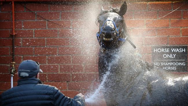 Morton’s Fork gets a hose down after working at Moonee Valley. Picture: Micheal Klein