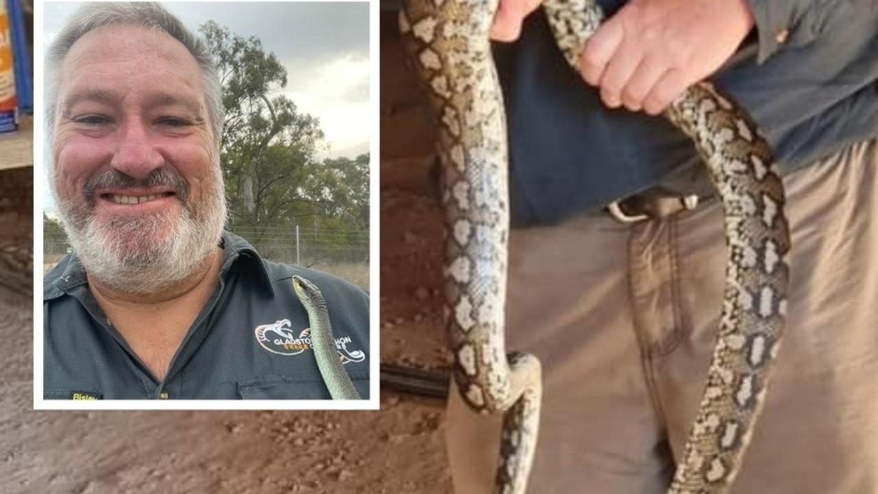 Snake bite surge: 14 strikes in days across Qld