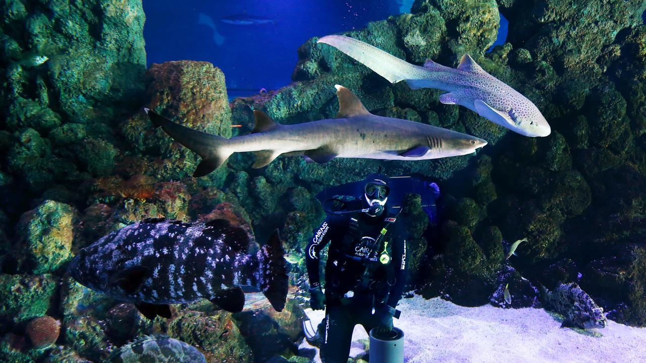 Cairns Aquarium saved by tourism COVID-19 bailout package ...