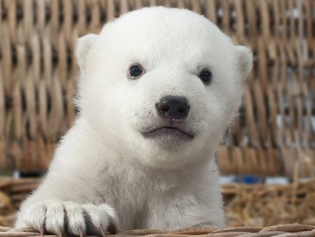 Look at that face ... Knut’s adorable half-brother will be named in March. Picture: Facebook/Zoo Rostock &amp; Darwineum