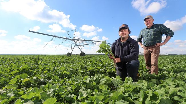 Peter Ward and his son Patrick in their canola crop at Rochester. Picture: Yuri Kouzmin