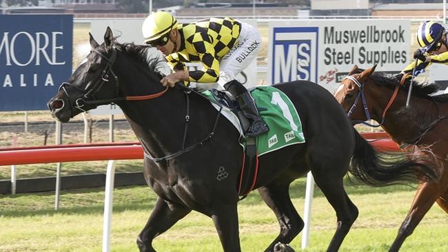 The Paul Messara-trained Florino can maintain the perfect start to his career with a win at Gosford on Thursday. Picture: Bradley Photos