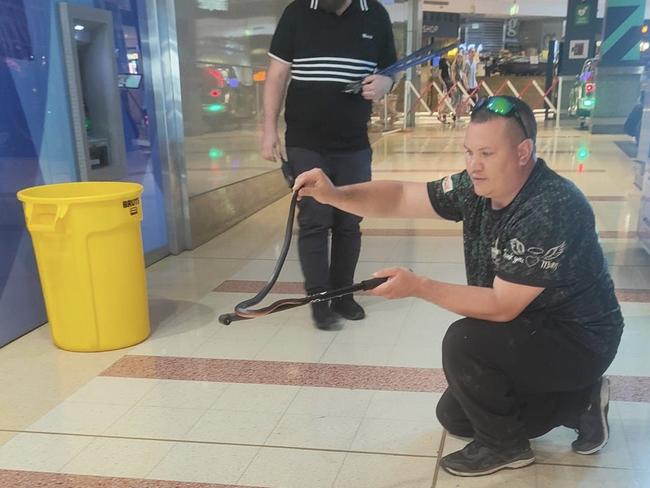 Jarrad Waye with the red-bellied black snake at Westfield Marion. Picture: Facebook/Adelaide Snake and Rodent Control