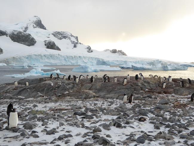 Antarctica expedition cruise on Russian research ship Akademik Ioffe ...