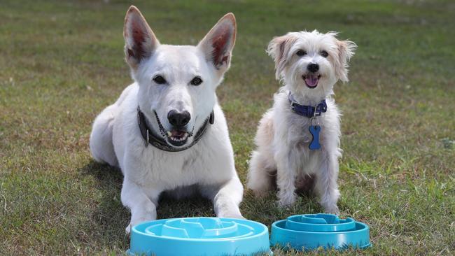 Mr Big (small fluffy one) and Nelson doing tricks at Hope Island. Picture Glenn hampson