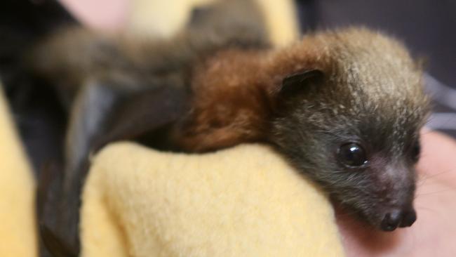 Pippin the baby flying fox was saved just in time from high power lines after his mother was electrocuted and died. Picture: Ian Svegovic