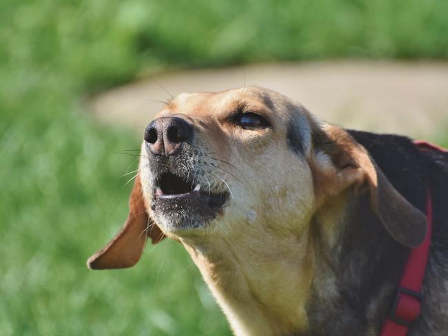 Some of Brisbane’s top dog trainers say the Covid-19 pandemic has led to an increase of dogs with separation anxiety and reactive issues. These dogs have been dubbed “Covid puppies.” Picture: Supplied