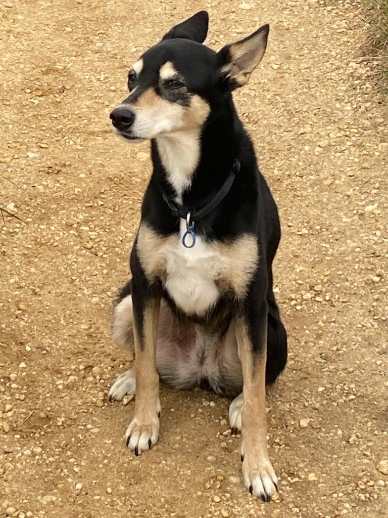 Gypsy couldn't take the stairs at Aireys Inlet while she was unwell last year – but luckily her people had a lift installed. Picture: supplied