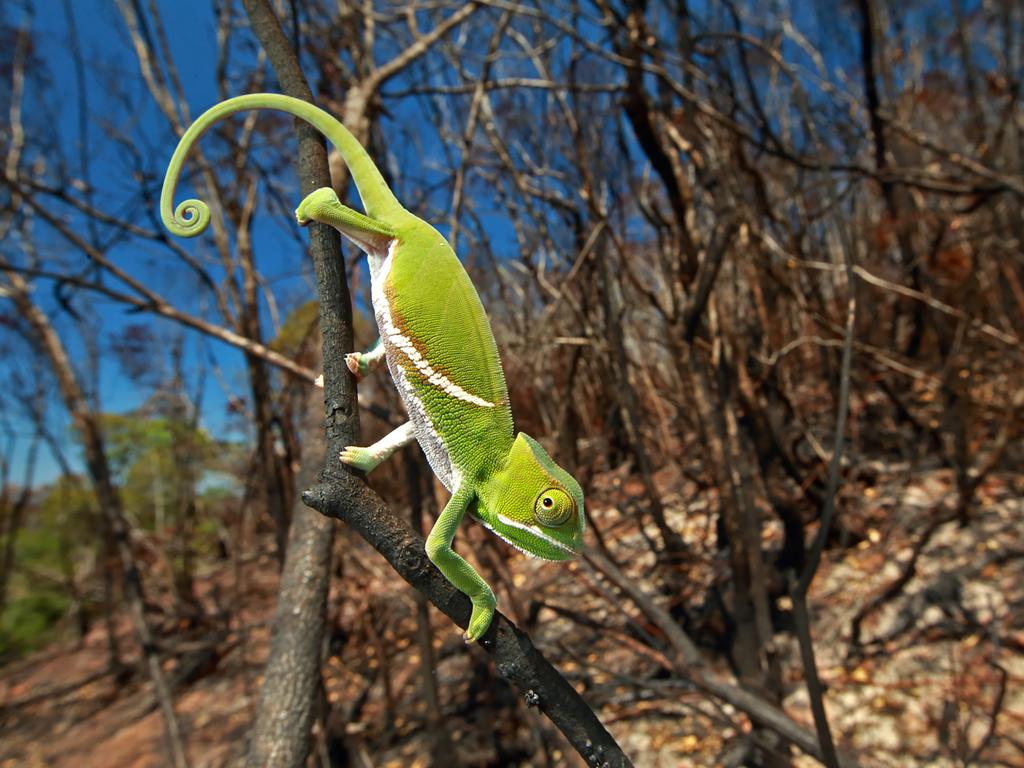 “Chameleon Under Pressure” by photographer Christian Ziegler for National Geographic which won the third prize in the Nature stories category shows A juvenile Furcifer Balteatus in a recently burned landscape. Fires are often deadly for chameleons, because they can’t move fast enough to escape them. The common practice of burning the landscape at the end of every dry season has affected many species of chameleons, both directly via fatalities due to burning and indirectly due to habitat loss, Ranomafana National Park, Madagascar, Nov. 16, 2015.(Christian Ziegler/National Geographic, World Press Photo via AP)