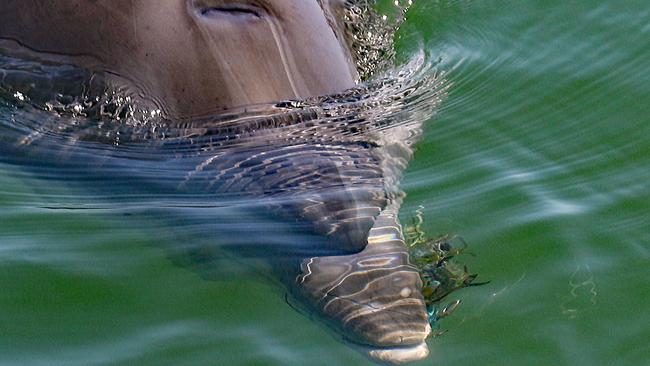 Port River dolphin Star has hooks and fishing line wrapped around her mouth preventing her from being able to eat. Picture: Marianna Boorman.