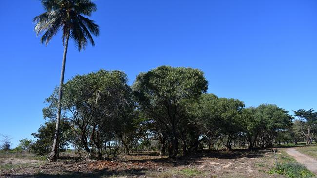 The Hinchinbrook Shire Council has been given government approval to clear land adjacent to Lions Park on Patterson Parade in Lucinda of scrub to provide better dollar views of the pristine beach, the 5.76-kilometre Lucinda sugar jetty, Hinchinbrook Island and the Coral Sea. The initiative has upset a small number of residents and council staff. Picture: Cameron Bates