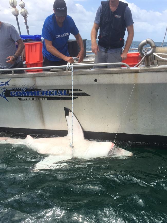 This female great white was caught in the shark net at Sharpes Beach, in Ballina.