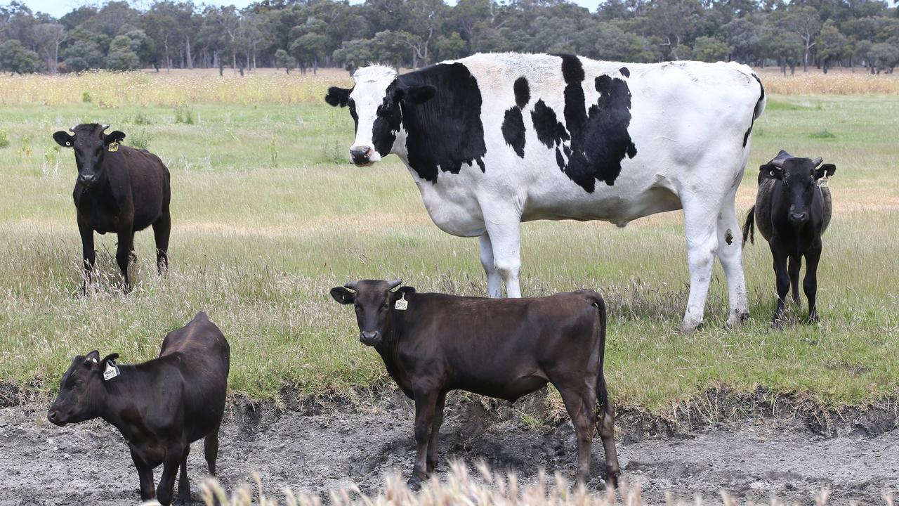 Myalup cattle farmer Geoff Pearson purchased Knickers as a body guard for his other cattle. Picture: Sharon Smith