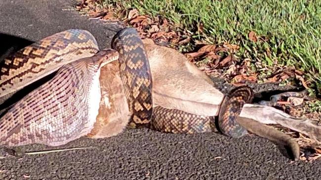 At Mission Beach, a python is seen devouring a wallaby. Picture: Supplied