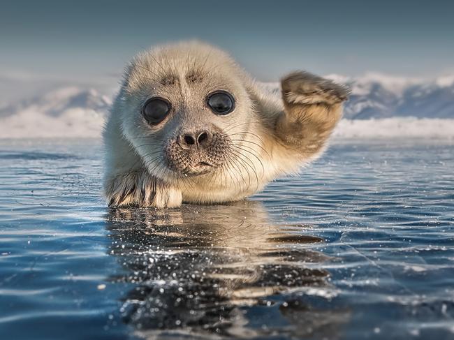 Hello there... A seal playfully lays around on the frozen surface of Lake Baikal, Siberia. Picture: Sergey Anisimov