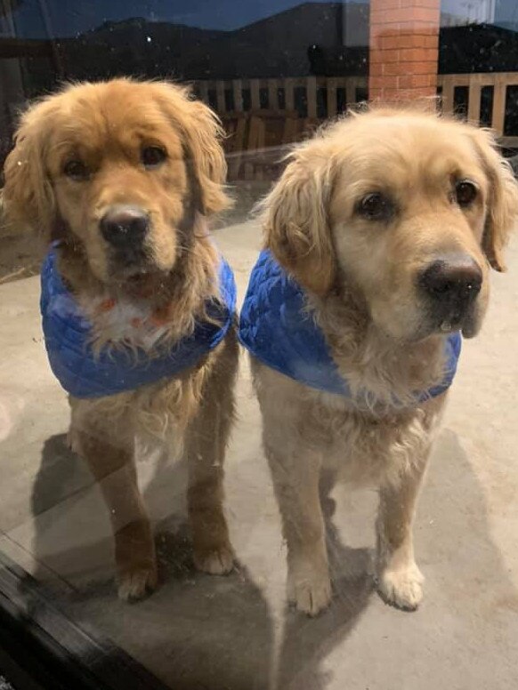 Tassie's Pawfect Pairs | Melanie Venetsanakos: Our Golden Retrievers - Murphy & Winston ( father & son)