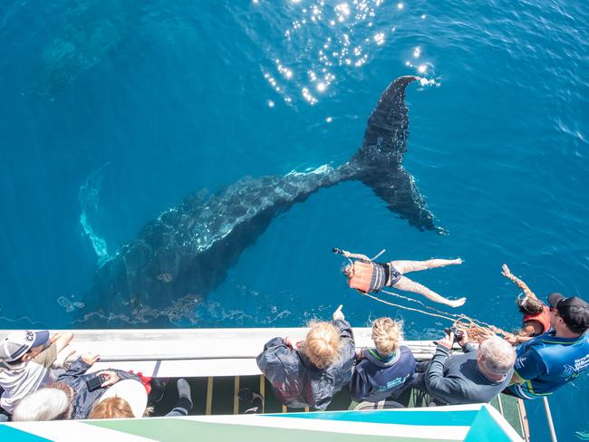 WATCH: Stunning whale swim footage at Hervey Bay