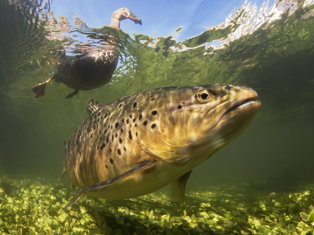 Whilst trying to photograph trout during a year-long river project with a home-made pole-cam (River Test, Hampshire), a raft of Mallard ducks muscled in to steal food intended to entice trout to the camera. Picture: Paul Colley/UPY 2016