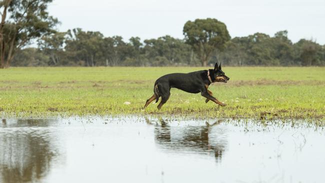 NEWS: Rain. Rosemary Bailey & kelpie TillyRosemary Bailey & her kelpie named Tilly in a barley crop after recent rain.PICTURED: Rosemary Bailey & her kelpie named Tilly in a barley crop after recent rain.PICTURE: ZOE PHILLIPS