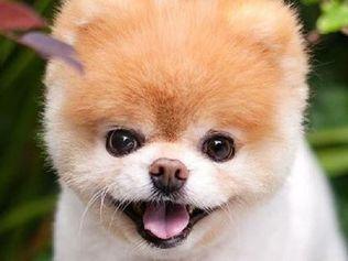 Boo The Pomeranian, was once dubbed The World's Cutest Dog. Picture: Instagram