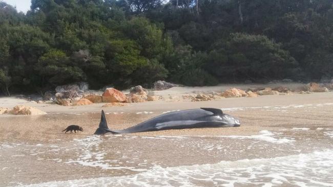 Tasmanian devil and a stranded whale carcass on Tasmania's west coast. Picture: Shelley Graham