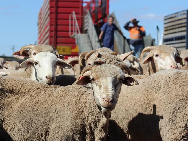 Sheep being loaded on to an export vessel, and on board a vessel. Pictures: Supplied