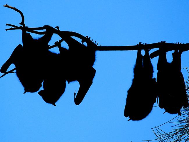 There are four large bat colonies across the Central Coast Picture: Mark Scott