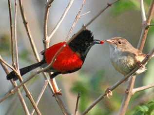 Male red-backed fairy wren offering a female a red berry. Picture: Contributed