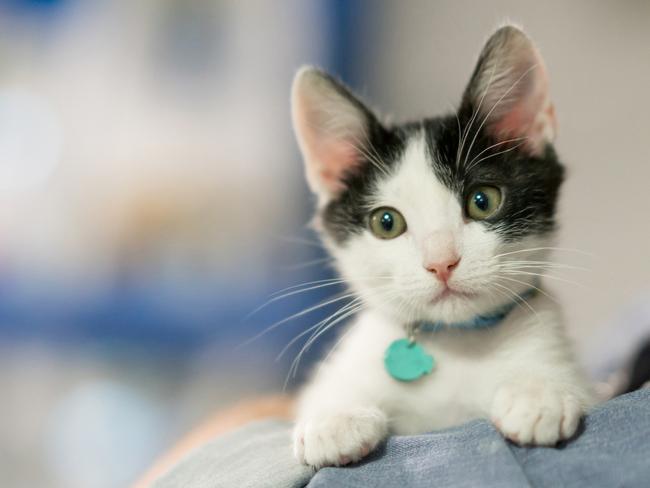 News Corp Australia’s US correspondent Sarah Blake and her family have attempted to get their cat to speak while in lockdown. Picture: Supplied