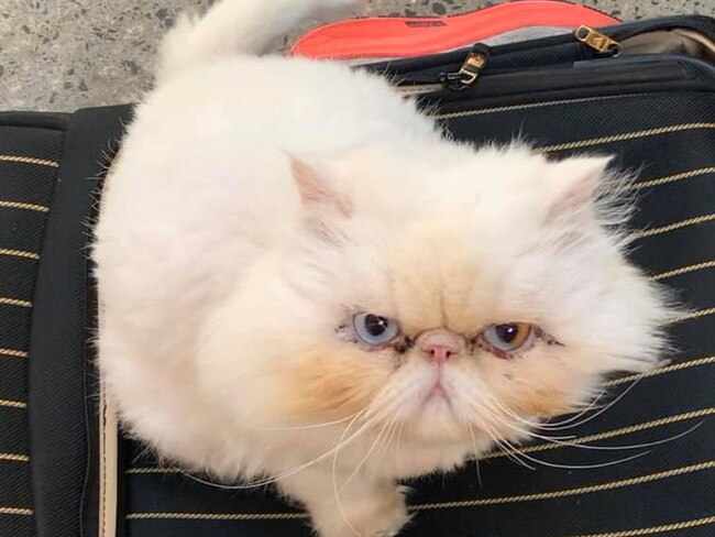 Possum the Persian cat before he disappeared from Patterson Lakes.