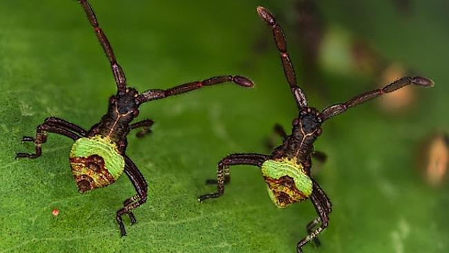 A pair of bugs only 3mm in size by Mr Kurt Wirz. Source: supplied