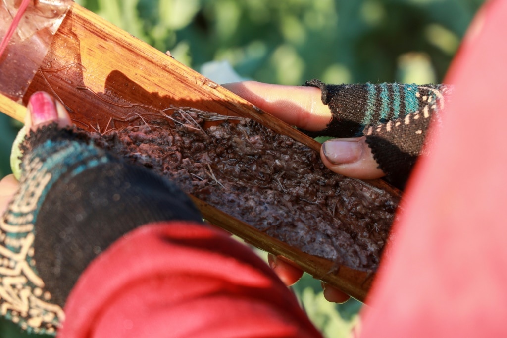 Opium farming takes root in Myanmar’s war-wracked landscape