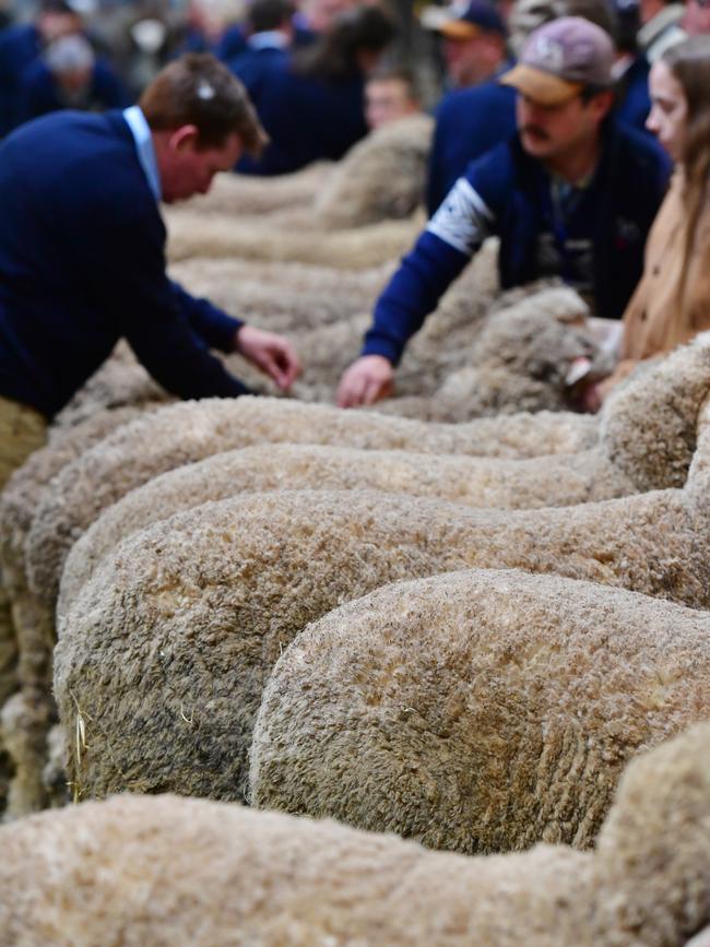 Big line-ups of sheep earn praise from judges. Picture: Zoe Phillips