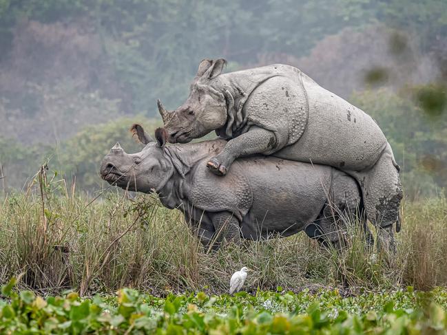 Abhijeet Kumar Banerjee’s entry into the 2020 Sony World Photography Awards – titled Mating Rhinos – which took home a Winner spot in the National Awards. Picture: Abhijeet Kumar Banerjee, India/2020 Sony World Photography Awards