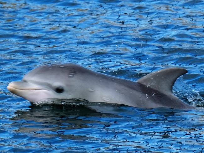 Dolphin calf Galaxy (in some pics with her mum Tiffany) was found dead on August 9. Picture: Marianna Boorman