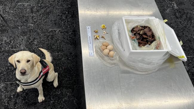 Biosecurity detector dog Ghost with the items he found. Picture: Supplied